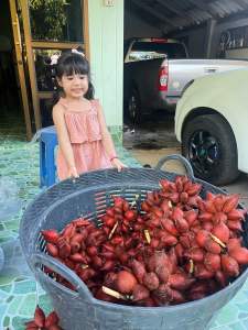 สละสุมาลี หวานๆ ของแท้ป่าบอน พัทลุง ลูกโตๆ จัมโบ้ ต้นไม้