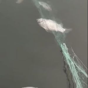 Jaring ikan jaring lengket jaring kawat jaring cekung tiga lapis jaring apung satu lapis jaring ikan