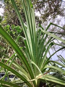 Daun mengkuang segar ( pandanus artocapus) BERDURI - 5 Kaki/helai. Sesuai untuk dijadikan tikar dan kraftangan serta rawatan tradisional