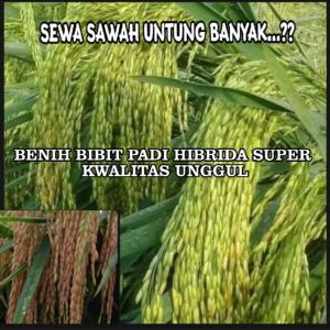 BENIH BIBIT PADI HIBRIDA SUPER GENJAH BERBOBOT KWALITAS UNGGUL