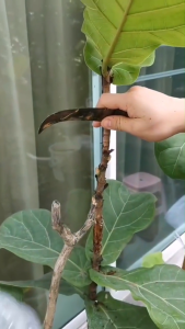 การตัด การตัดพลาสติก ลูกตัด การตัด การแทรกต้นไม้