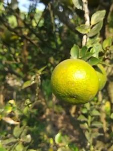 BERBUAH...Bibit Jeruk Brazil Swiss Super Unggulan Kondisi sudah Berbuah Rimbun