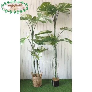 Pohon Plastik Artificial Monstera Variegata T170 & T190 Latex Pot Dasar Hitam Cover Eceng Gondok Handle Hiasan Ruangan Tamu