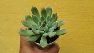 ต้นไม้อวบน้ำ กุหลาบหิน อิชิเวเรีย รอนโด กระถางใหญ่ Echeveria Rondo #succulent #Echeveria #อิชิเวเรีย