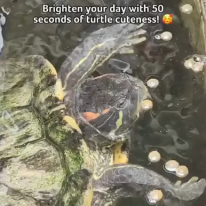 Armour Exotics Turtle Food 700g Floating Pellets Sticks Red Eared Slider Pagkain ng Pagong Saki Hikari Adult Turtle