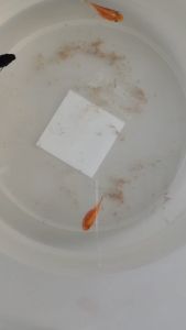 อาหารปลาหางนกยูง ปลาบอลลูน ปลาสอดและปลาขนาดเล็กทุกชนิด ไรโอพี 3 in1 ขวด100กรัม  กินดี ถูกใจปลาที่นิสัยชอบกินไรแดง ไรต่างๆเป็นอาหาร