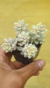 ต้นไม้อวบน้ำ กุหลาบหิน แกร๊ปโตพีทาลัม เมนโดเซ ด่างขาว Graptopetalum Mendozae Variegata #สีชมพู