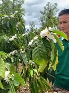 [trợ giá] Mật Ong Đức Anh hoa cafe nguyên chất từ Đắc Lắc - DUC ANH COFFEE Cam kết 100% nguyên chất đặc sản tây nguyên tăng sức đề kháng - mật ong rừng cà phê