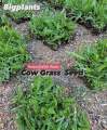 Biji Benih Rumput Cow Grass [+7000PC] Seed Rumput Cantik Axonopus Compresus Taman Rumput Padang Bola Rumput Carpet. 