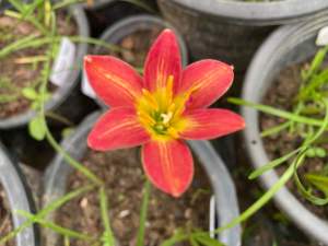 Y.หัวดอกบัว Ma219 หัวละ 30 บาท