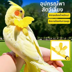 BICITU | Dây Dắt Vẹt Nhẹ