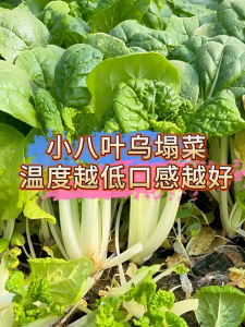 TATSOI SEEDS(1300 seeds)-Easy To Grow Veggies Plants/Vegetables Seeds-A715