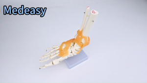 Human anatomy teaching modelFoot joint model with ligaments