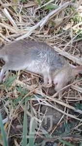 Racun Tikus Mao Wang Original Dijamin 100% Maowang Asli Berhologram