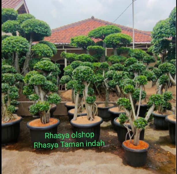 pohon bonsai beringin Korea / bibit bonsai beringin Korea
