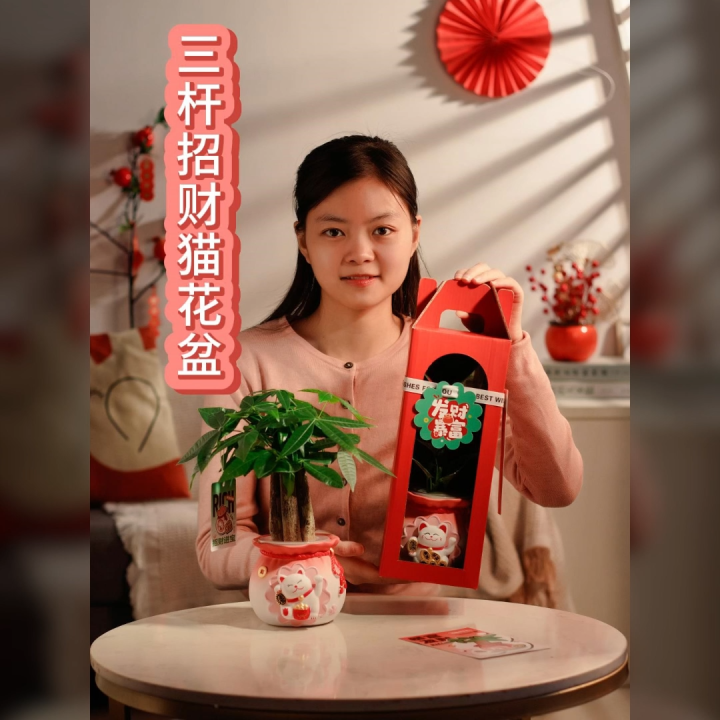Live plants,Fortune Tree Potted Plants 3 Piles Fortune Tree Hydroponics ...