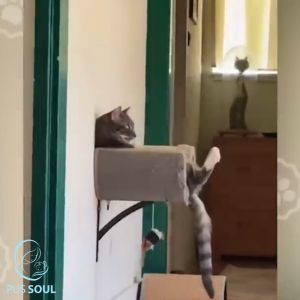 Vòng Cổ Ngừa Rận Cho Mèo - Bảo Vệ Suốt 8 Tháng An Toàn Hiệu Quả Cao - PusSoul