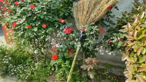 Bamboo brooms large brooms suitable for outdoor use in factories workshops sanitation property management and courtyards. Made of hard natural bamboo these large brooms are also suitable for household and construction site cleaning
