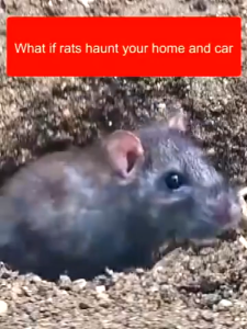 🐭Whole nest drive away🐭 rat repellent cream rat repellent gel rat control deratization cream mouse repellent insect repellent mouse killer repeller pest control rat repellent mouse repellent rodent repellent rat poison killer mouse trap killer rat trap