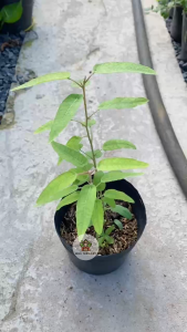 Cây Bạch Đàn Chanh(Dược liệu) - Kích thước tổng tầm 20-30 cm - Công dung tốt!