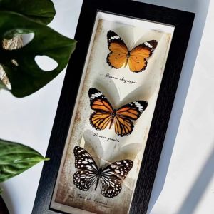 DIHUANTUO | Khung Hiển Thị Mẫu Bướm Handcrafted DIY