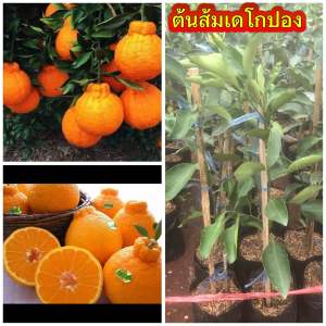 ต้นส้มพันธุ์เดโกปอง เสียบยอดแท้ ไม่เกิน 1 ปี มีผล ต้นส้มเดโกปอง (Dekopon) ส้มญี่ปุ่นที่ได้ชื่อว่าเป็นส้มที่อร่อยที่สุด