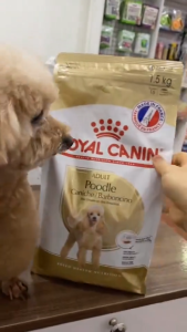 Thức ăn hạt Royal Canin Poodle Adult 1.5kg thức ăn cho chó Poodle trưởng thành trên 10 tháng - DATE 2028