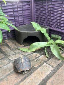 Handmade Yellow Edged Turtle Landscape Bricks Moisture Retaining Purple Clay Coarse Ceramics Small Blocks for Pet Reptiles