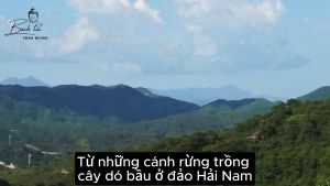 Tinh dầu trầm hương nguyên chất Bách Tín thiên nhiên thơm phòng xông nhà dùng như nước hoa 1-5gram 101