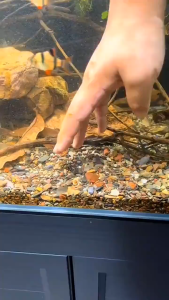 เครื่องถ่ายน้ำตู้ปลา อุปกรณ์ถ่ายน้ำ เครื่องเปลี่ยนน้ำตู้ปลา ที่ดูดขี้ปลา ทำความสะอาดตู้ปลา กาลักน้ำตู้ปลา ที่ดูดขี้ปล