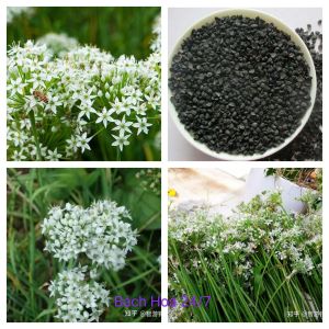 Hạt Giống Hẹ Thảo Nguyên ( Siêu Hoa )