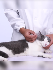 BABYPET KOJIMA สำลีก้านสองด้านหัวใหญ่ สำหรับสัตว์เลี้ยง ใช้เช็ดหู เช็ดจมูก แมวและสุนัข (55 ชิ้น)