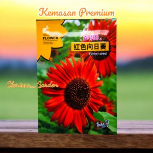 (KEMASAN PREMIUM) BIJI | BENIH BUNGA MATAHARI VALVET QUEEN ( isi -+30 butir)