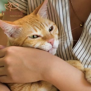 PetMarra Feline Care Adult Cat Dry Food Urinary Hairball Hair and Skin 1kg 7kg Collection pet foods all breeds kibbles