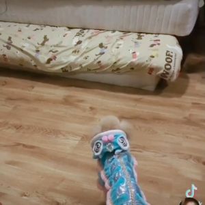baju imlek anjing dan baju imlek kucing kostum imlek anjing kucing chinese new year barongsai CNY016