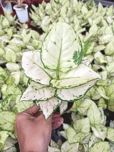 Aglonema super white dewasa daun 789+