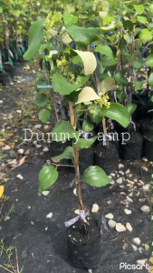 ต้นพุทราหยกขาว พันธุ์ไต้หวัน กิ่งทาบ สูง50-60ซม ผลใหญ่ หวานกรอบ เนื้อฉ่ำ