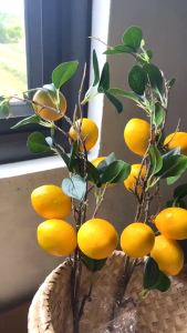 SET 3 Cành Chanh Vàng Decor Nhà Cửa - May Mắn Đón Tết Phúc Lộc Ngập Tràn - 1 Cành 3 Quả