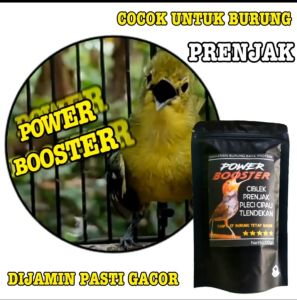 PENGGACOR burung cipau ciblek prenjak pleci pakan burung VOER halus
