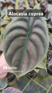 tanaman hias alocasia   keladi tengkorak cantik