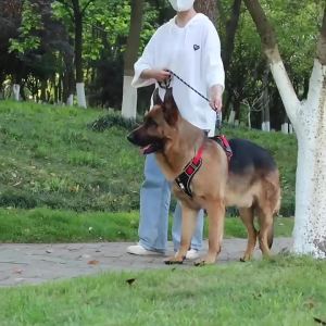 สายรัดสุนัขสะท้อนแสงสำหรับสุนัขขนาดกลางและใหญ่ 1680D ผ้าอ็อกซ์ฟอร์ดกันน้ำ อุปกรณ์เสริมสำหรับสัตว์เลี้ยง