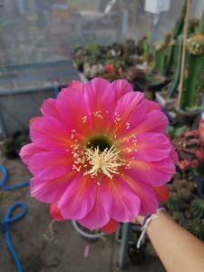 กระบองเพชร cactus หน่อเด็ดสดTrichocereus ka47.07-EV1 ขนาด 2.5 - 3 ซม. สายพันธุ์นำเข้าออกดอกในไทยแล้ว สวยตรงปก 🌵🌵🌵