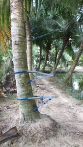 DỤNG CỤ LEO DỪA THẾ HỆ MỚI