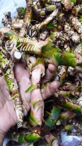 Akar Jeringau 50gr - Dlingo - Dringo Segar dan Basah Murah
