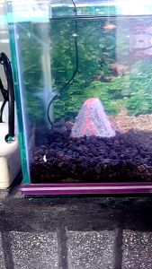 LAMPU LED AQUASCAPE 6 WATT L1524 LAMPU JEPIT HIAS AKUARIUM IKAN