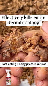 ✨termite expert✨ ANKYO Termite extermination spray 500ml Anay killer spray Termite spray Double Power 10x Stronger Ultimate Termite Solution