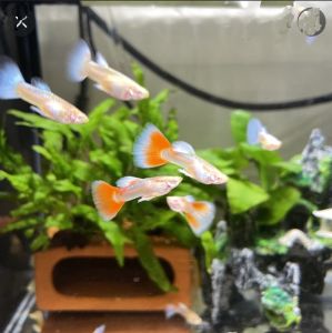 (孔雀鱼)天空红~1对 (Guppy) sky red 1 pair