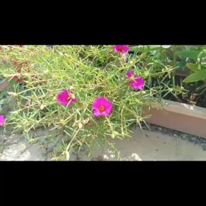 Japanese Rose cuttings 🌸 Portulaca grandiflora