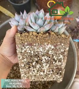 1kg đất nung Nhật Akadama Super Hard trồng bonsai sen đá xương rồng làm đất nền hồ thuỷ sinh