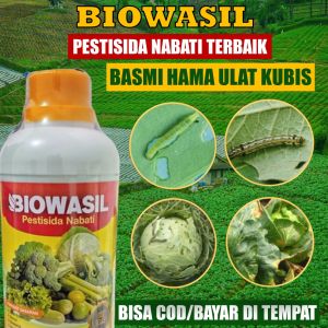 PROMO Pupuk Pestisida Semprot Usir Hama Ulat Kubis / Kol Terbaik isi 500 BIOWASIL - Pupuk Tanaman Semprot Anti Hama Tanaman Ulat Kutu Putih / Kebul Semut Kubis Laba-Laba Tungau Kubis dll Virus Kuning Kubis Coklat dan Lainnya